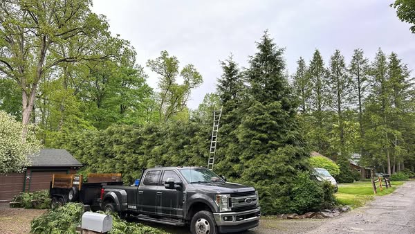 Tree before trimming